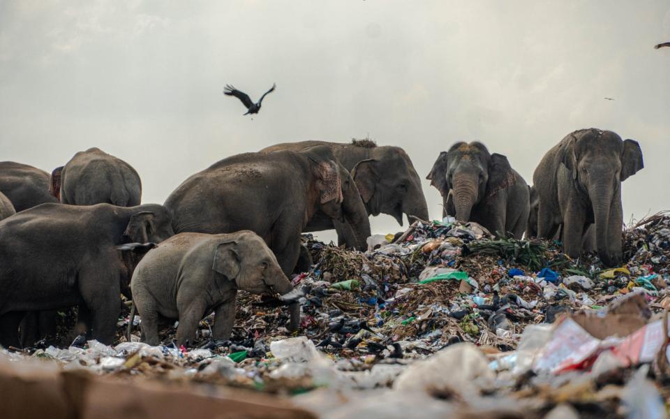 Postmortems have shown the elephants have plastic products in their stomachs - Tharmaplan Tilaxan/Cover Images