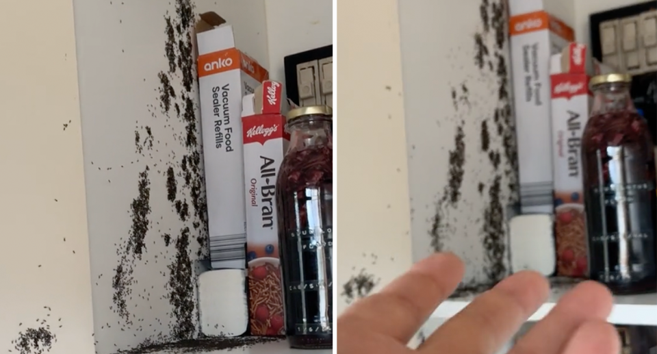 A horde of black ants can be seen covering the inside of an Australian man's pantry. 