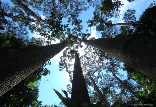 <span class="caption">_Shorea smithiana_, a rainforest tree vulnerable to habitat loss. Sepilok, Sabah, Malaysia.</span> <span class="attribution"><span class="source">David Bartholomew</span>, <span class="license">Author provided</span></span>