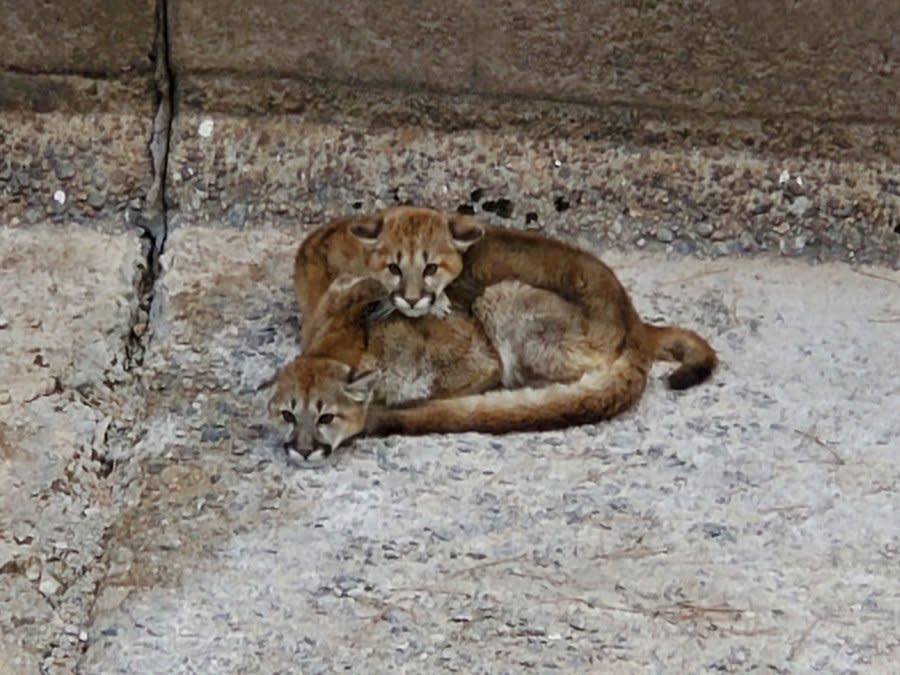 The spillway was too tall for the yearling mountain lions to escape.