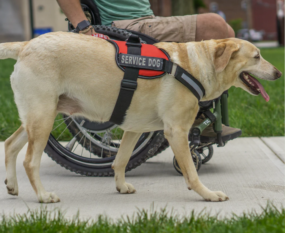 service dog vest, dog training, training rescue dog products