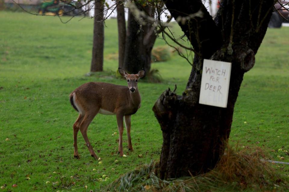 A deer eats crab apples that fell from a tree due to the wind from Post-tropical cyclone Lee on Saturday in Lubec, Maine.