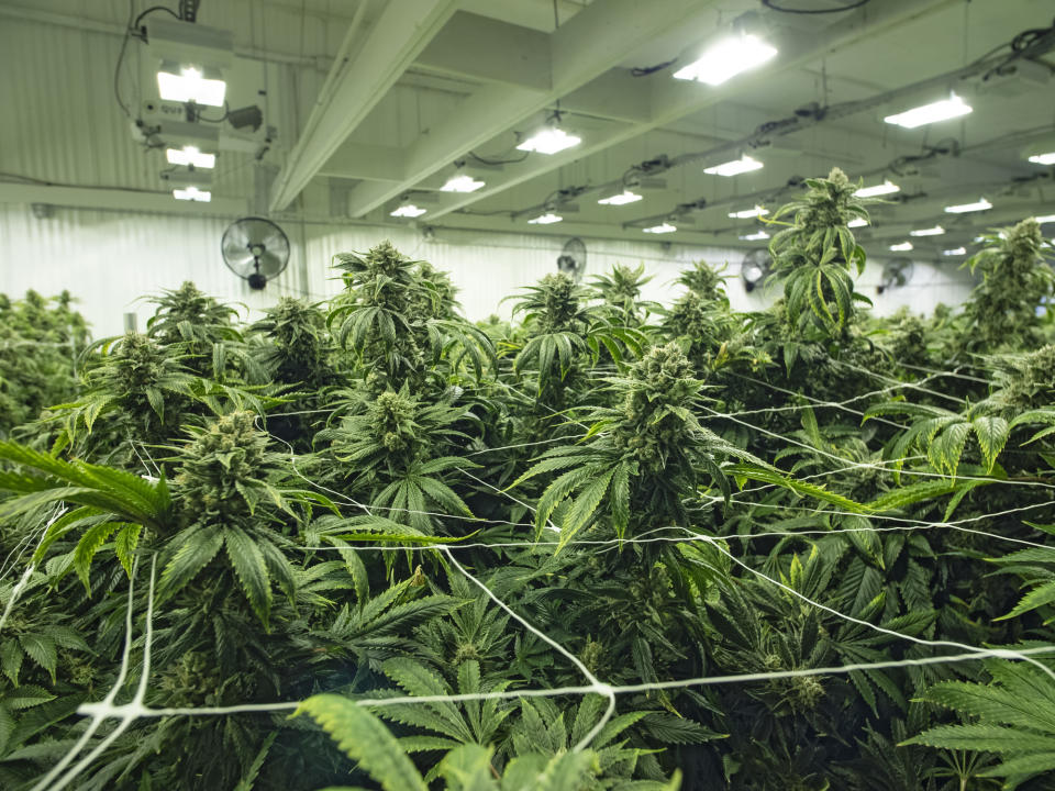 An up-close look at flowering cannabis plants growing indoors.