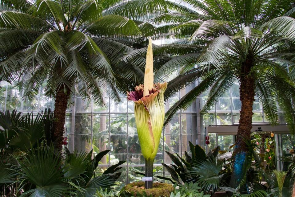 Phallic AF and smelling like a dead body, the corpse flower is the patron bloom of Scorpio. evenfh – stock.adobe.com