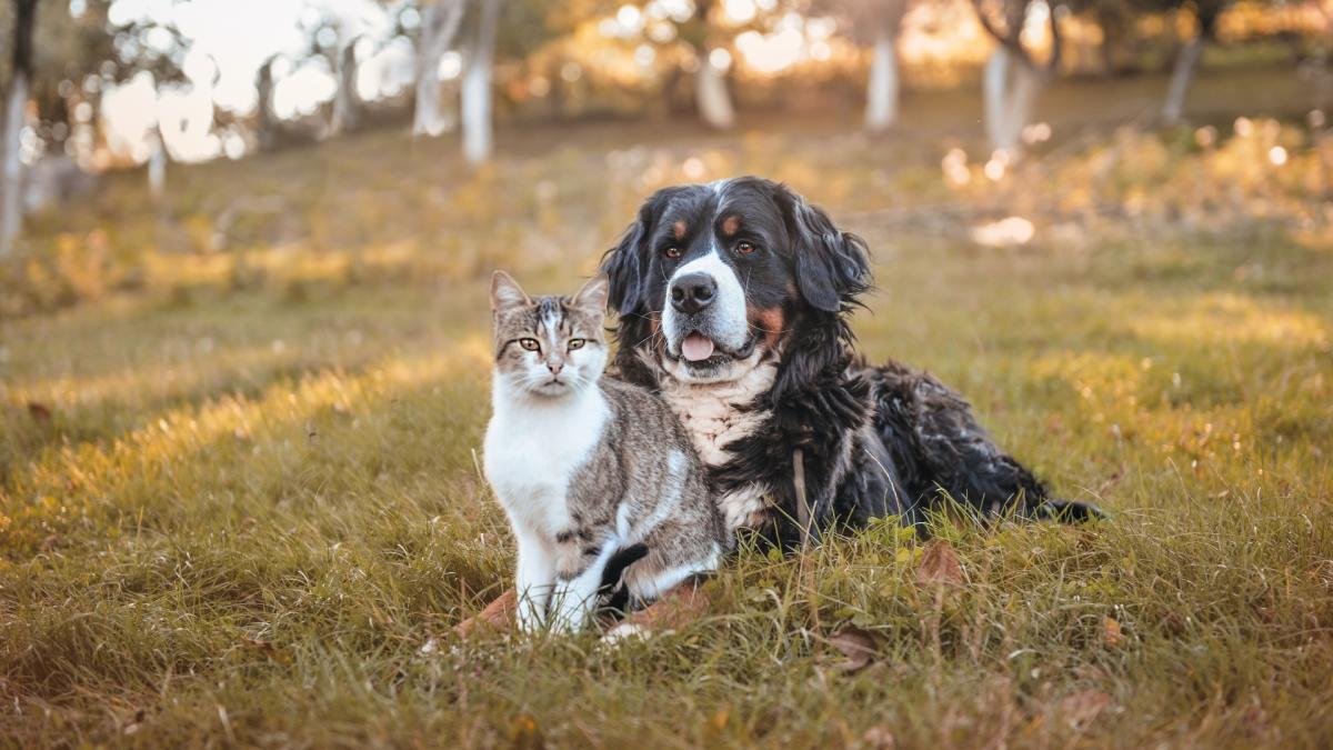 Cats and Dogs Cohabitation