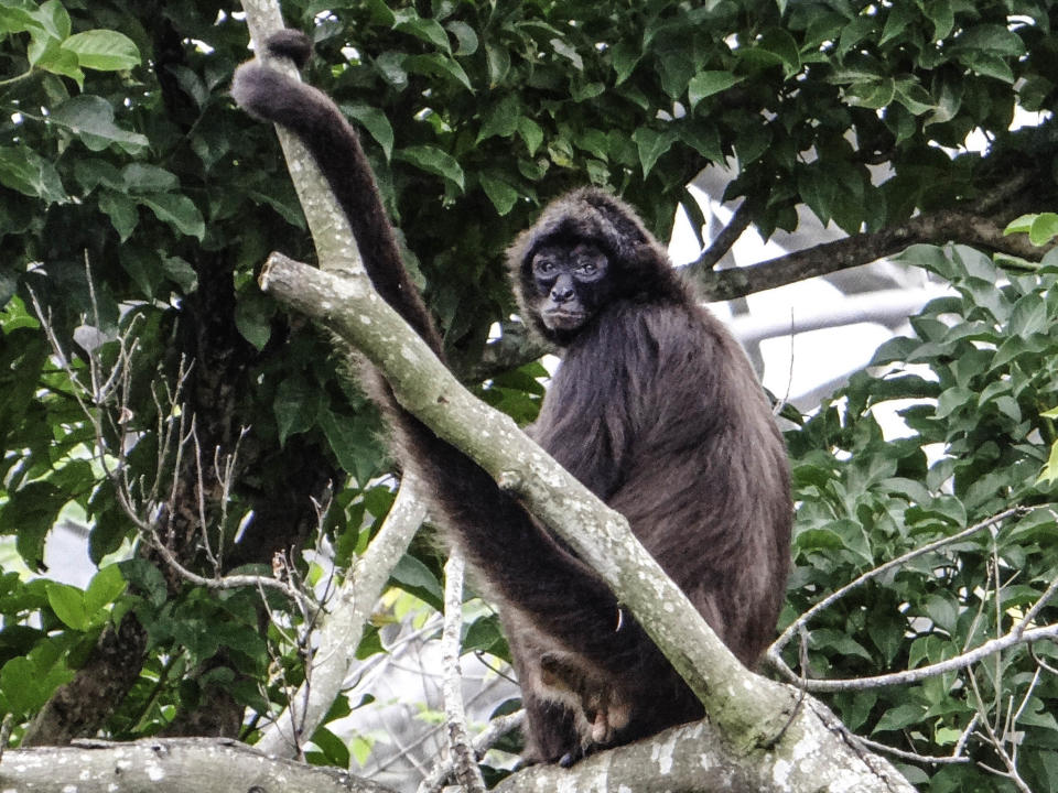 部分棕蜘蛛猴慘遭排擠。（圖／台北市立動物園提供）