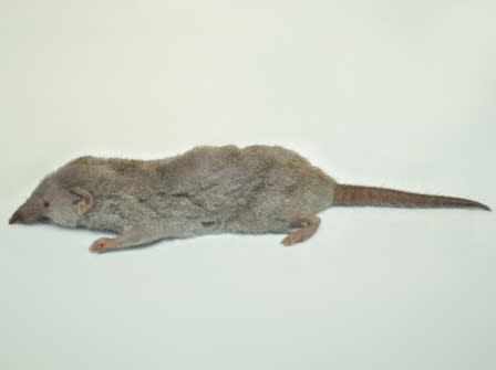 The Asian house shrew. (Photo: NEA)