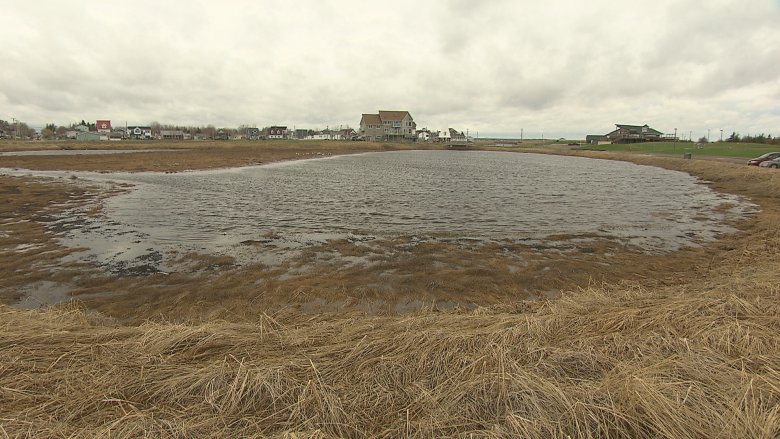 Parlee Beach tourist season approaches with no action on water quality