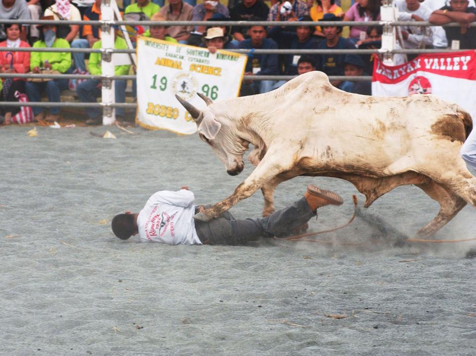 A Filipino cowboy is nearly trampled by a bull during competition