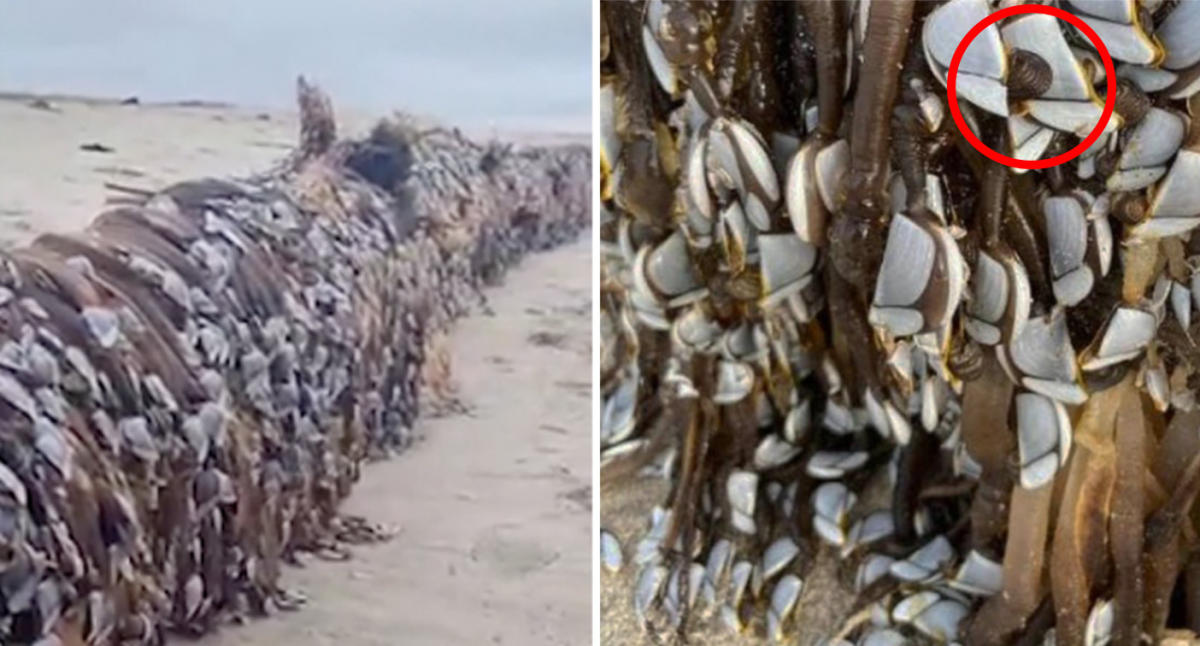 Alien Body Found In Beach - Beachgoer finds 'alien' creature covered in tentacles on popular beach