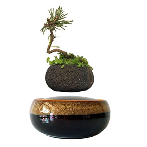 Shoppers Are Obsessed With Levitating Planters - Forbes Vetted