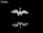 Un cigno riflesso nell'acqua (courtesy Darius Marshall/National Geographic Your Shot)<br><br> <a href="http://it.notizie.yahoo.com/foto/le-migliori-foto-del-national-geographic-1325692018-slideshow/" data-ylk="slk:Guarda altre immagini del National Geographic;elm:context_link;itc:0;sec:content-canvas;outcm:mb_qualified_link;_E:mb_qualified_link;ct:story;" class="link  yahoo-link">Guarda altre immagini del National Geographic</a><br> <br> <a href="http://it.notizie.yahoo.com/foto/lo-spettacolo-della-natura-ottobre-1320393161-slideshow/national-geographic-ragnatela-photo-1320393037.html" data-ylk="slk:Guarda lo spettacolo della natura di ottobre;elm:context_link;itc:0;sec:content-canvas;outcm:mb_qualified_link;_E:mb_qualified_link;ct:story;" class="link  yahoo-link">Guarda lo spettacolo della natura di ottobre</a><br> <br> <a href="http://it.notizie.yahoo.com/foto/lo-spettacolo-della-natura-1317657282-slideshow/" data-ylk="slk:Guarda lo spettacolo della natura di settembre;elm:context_link;itc:0;sec:content-canvas;outcm:mb_qualified_link;_E:mb_qualified_link;ct:story;" class="link  yahoo-link">Guarda lo spettacolo della natura di settembre</a>