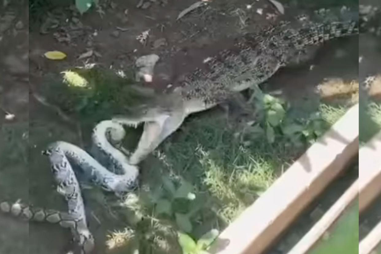 Watch a Crocodile Savagely Thrash and Kill a Massive Python photo