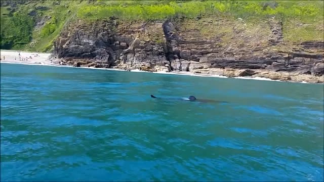 18ft shark shocks swimmers in Cornwall 