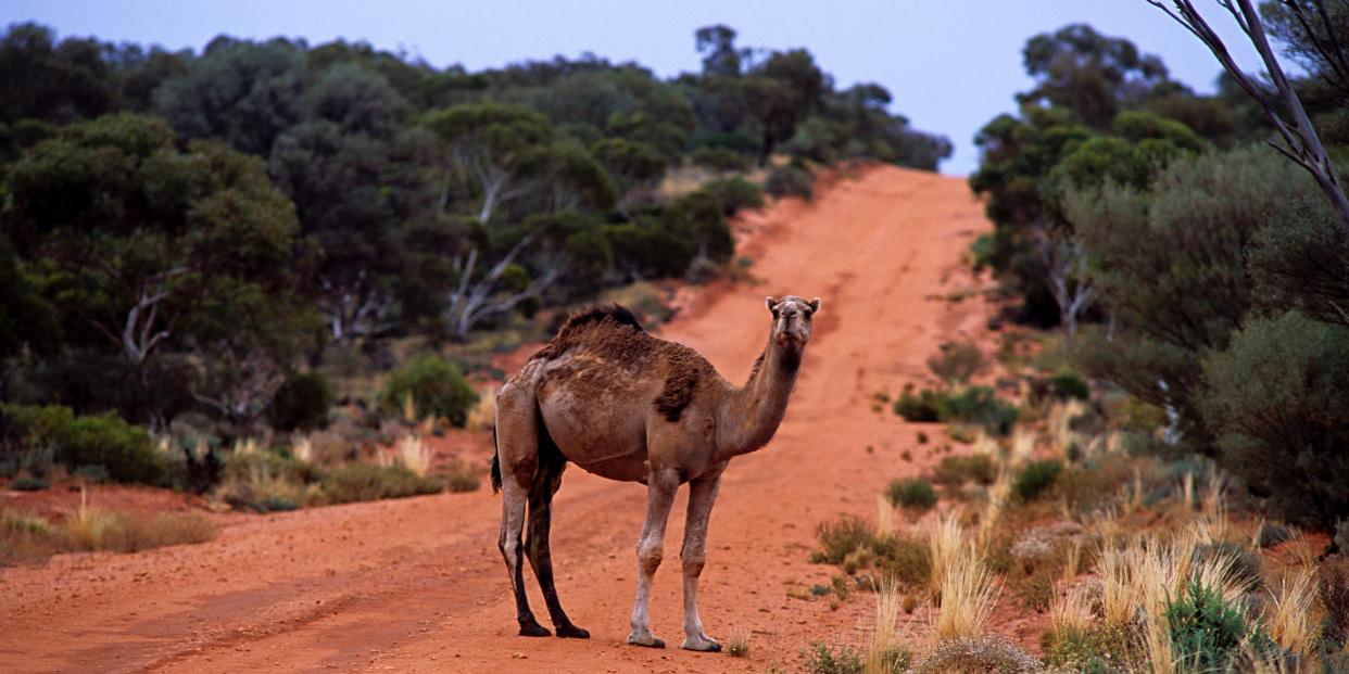 A feral camel in central Australia.