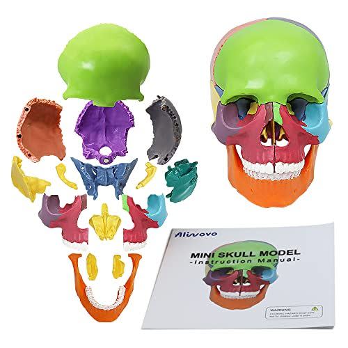 11) Anatomy Skull Model