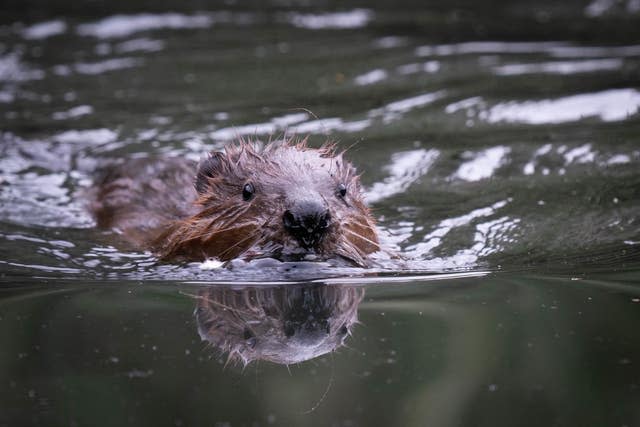 Beaver