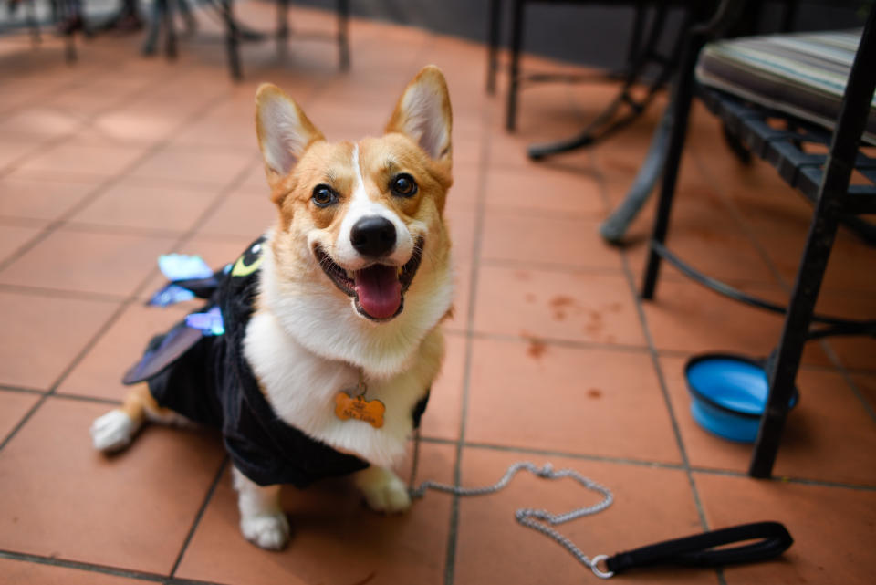 <p>Third-prize winner Zola the corgi at Howlloween at the Grand Copthorne Waterfront Hotel. (Photo: Bryan Huang/Yahoo Lifestyle Singapore)</p>