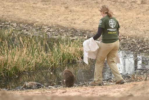 An animal rescuer approaches an injured Koala sitting beside a dead one after fires ravaged Australia's Kangaroo Island