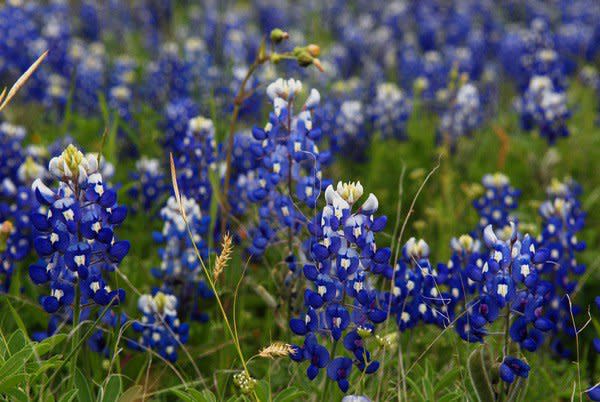 德州的州花藍帽花將大地點綴成一張美麗的地毯。 （記者封昌明／攝影）