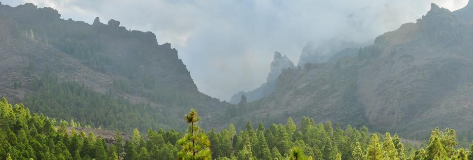 Pinares en La Cumbre. Luis M. Carrascal