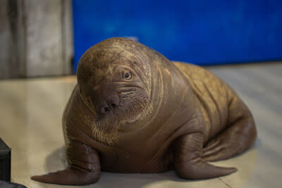 SeaWorld Orlando is grateful to welcome a rare rescued Pacific walrus calf named Ukiaq – or Uki (pronounced “oo-kee”) as she is affectionately being called- to its new long-term home. After receiving life-saving rehabilitative care at the Alaska SeaLife Center and being deemed non-releasable by the United States Fish & Wildlife Service (USFWS), Uki arrived at SeaWorld Orlando on September 18, weighing approximately 220 pounds and ready to continue her care.