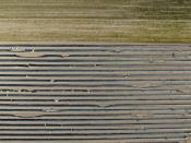 An aerial picture shows an asparagus field near Dormagen