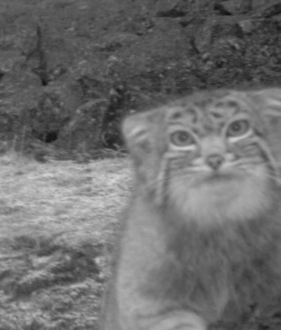 Here, kitty! The Pallas's cat comes in for it's camera-trap close-up.