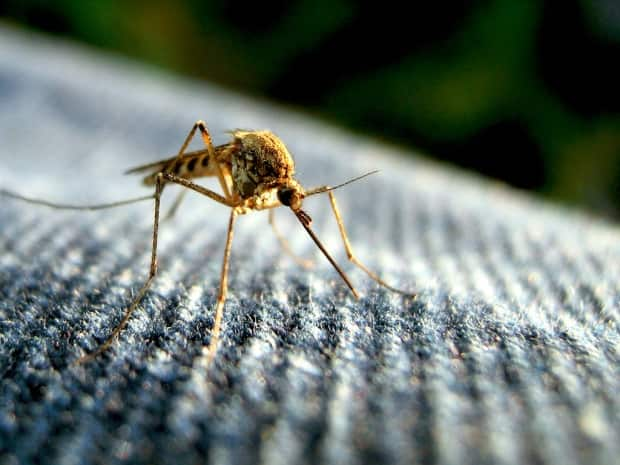 Mosquitoes are particularly drawn to some people thanks to their body chemistry and blood type.  (turkletom/Flickr cc - image credit)