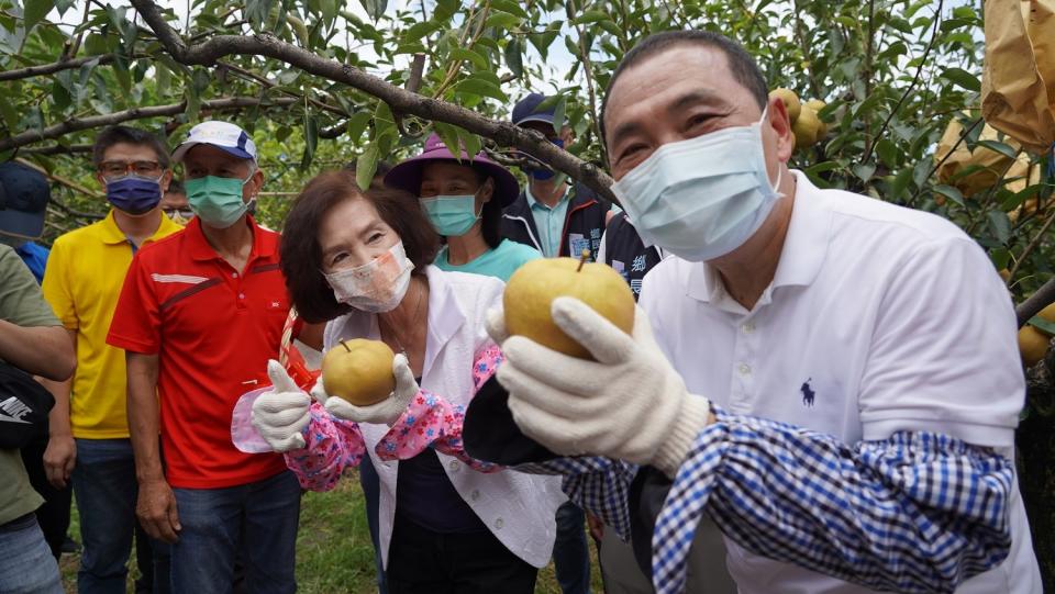 宜蘭縣長林姿妙攜新北市長侯友宜（右），體驗親手摘採三星上將水梨的樂趣。   圖：新北市經發局提供