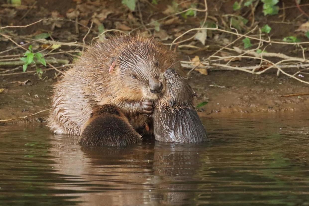 England's first wild breeding population of beavers for hundreds of years are allow to stay in their river home, the Government has ruled: PA