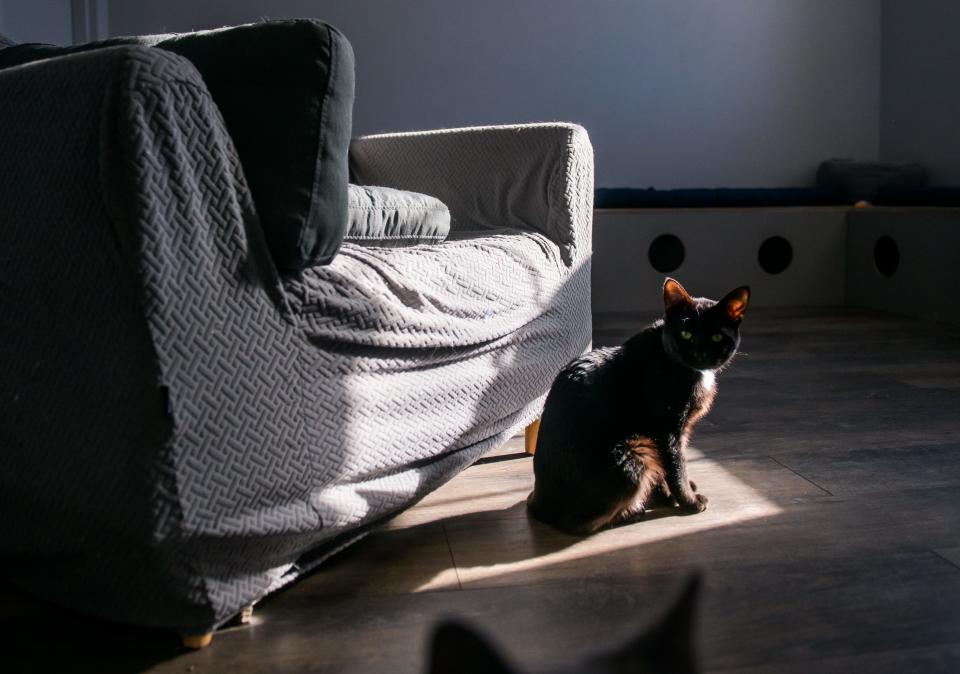 A cat sits in a shaft of sunlight hitting a chair at the new River Kitty Café on University Street in Peoria.