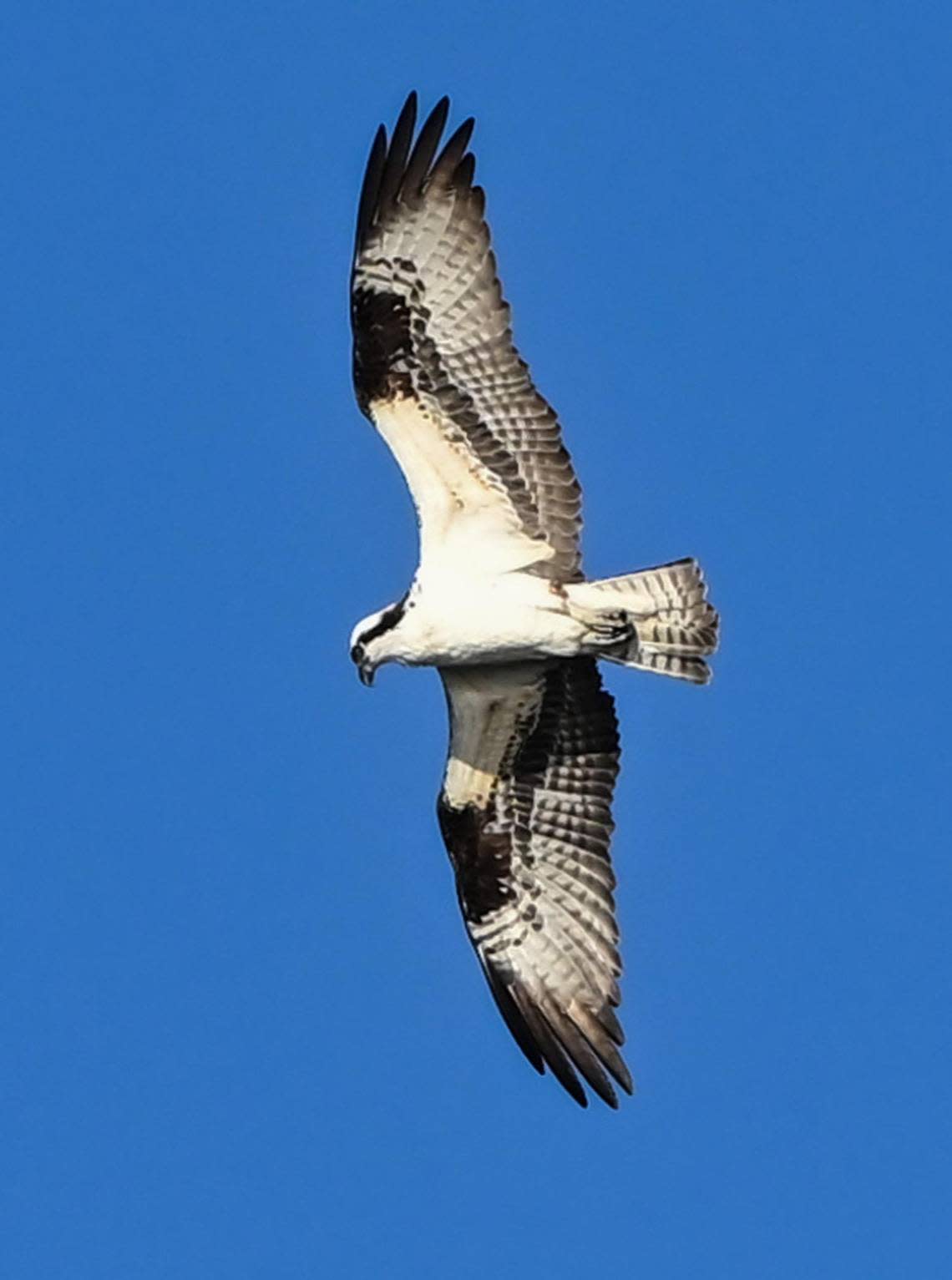 An osprey flies over the Milburn Pond north of Fresno on Thursday, March 14, 2024.