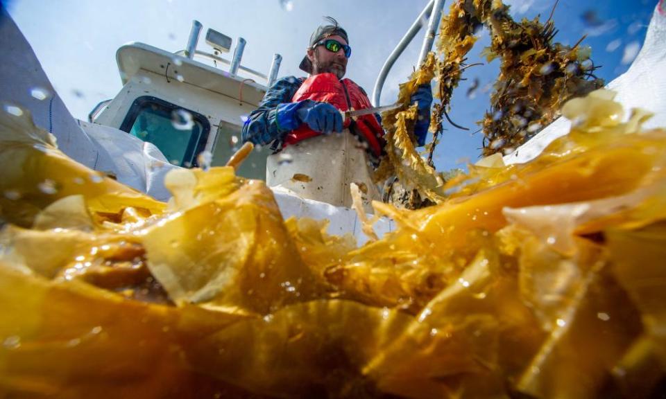 man on a boat harvesting kelp