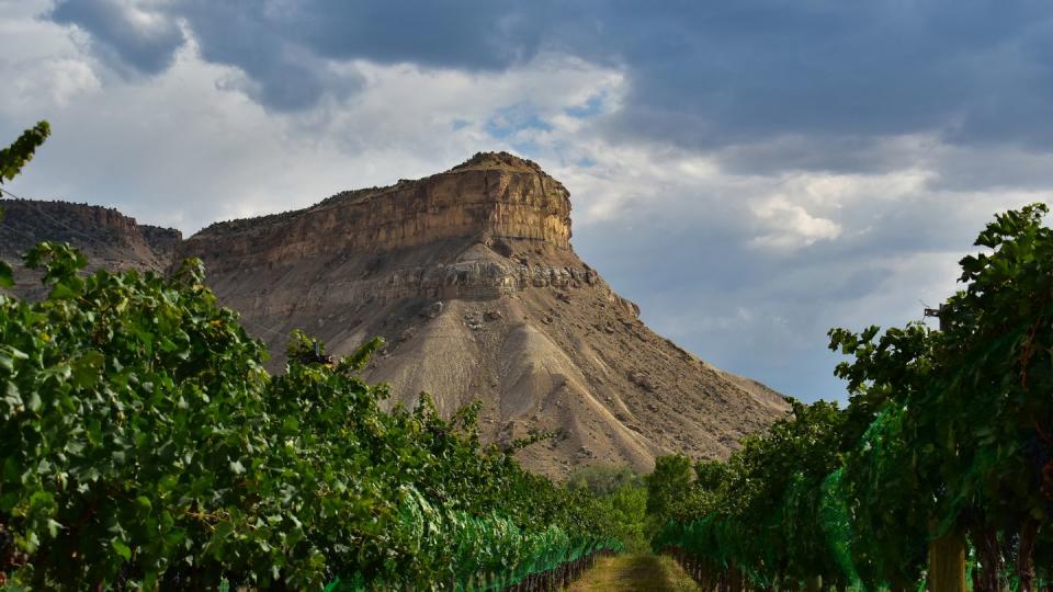 palisade grape vines colorado