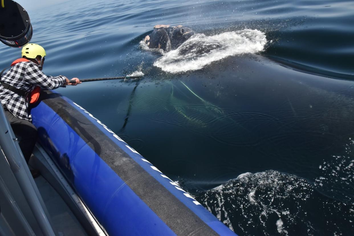 The young whale entangled in fishing gear is seen on June 30 off of Shippagan, N.B. The Campobello Whale Rescue Team (CWRT) will attempt the disentanglement again after the one-and-a-half-year-old travelled into the St. Lawrence Estuary. (Submitted by Mackie Greene - image credit)