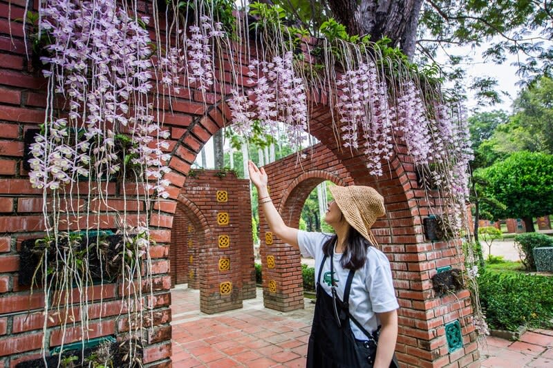 百年嘉義公園石斛蘭綻放 百年嘉義公園所栽植的石斛蘭陸續綻放，花朵盛放 時，有如粉紅花瀑自樹梢、磚牆邊傾瀉而下，吸引民 眾目光，預計花期將延續至4月底。 （嘉義市政府提供） 中央社記者黃國芳傳真  113年4月10日 