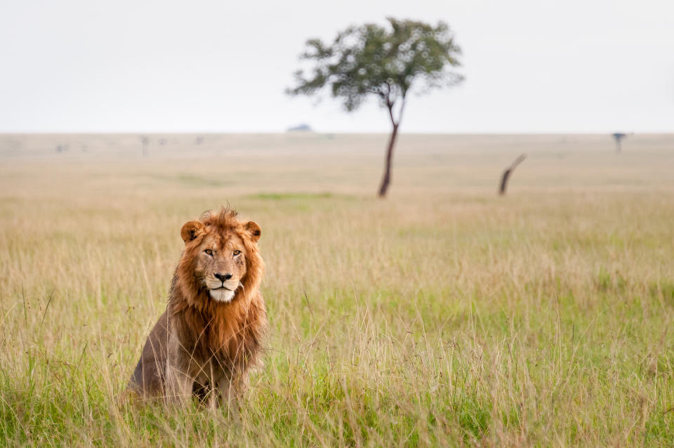 In freier Wildbahn leben in Südafrika nur eine Minderheit der rund 11.000 Löwen. (Symbolbild: Getty Images)