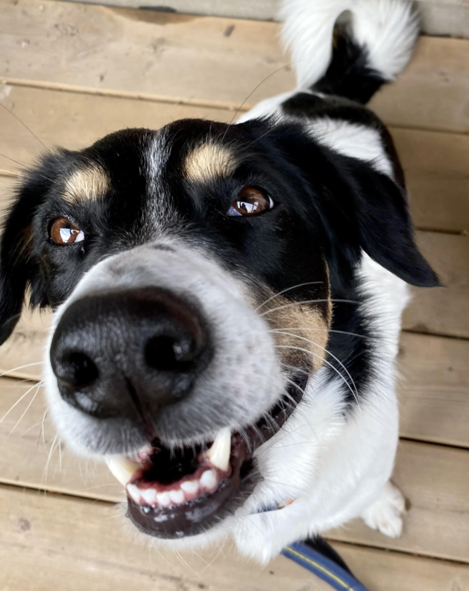 Close-up of a happy dog with a wagging tail looking at the camera