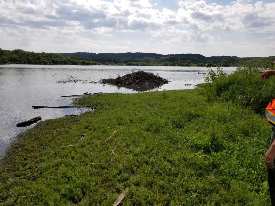 Beavers have built a lodge on the northeast corner of the island in this 2020 photo.