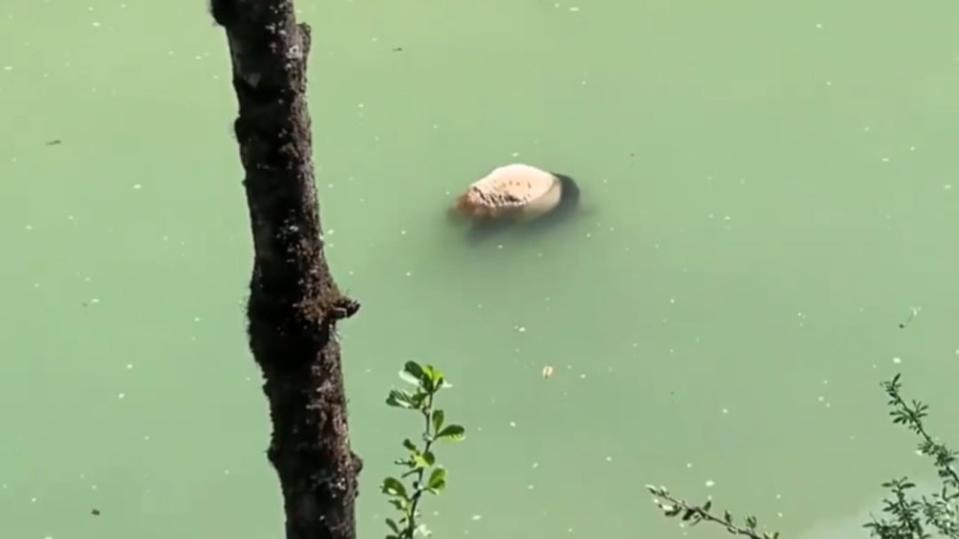 民眾11日於中國四川省一處河面，目擊一隻大熊貓溺斃。（翻攝自微博）