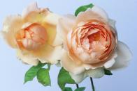 <p>Best suited for thank-yous and appreciation, peach roses combine the elegance of pink with the energy of orange. Offer them to someone who has stood by you through a difficult time as a sign of thanks, or gift to your favorite coworker for always being supportive. </p>