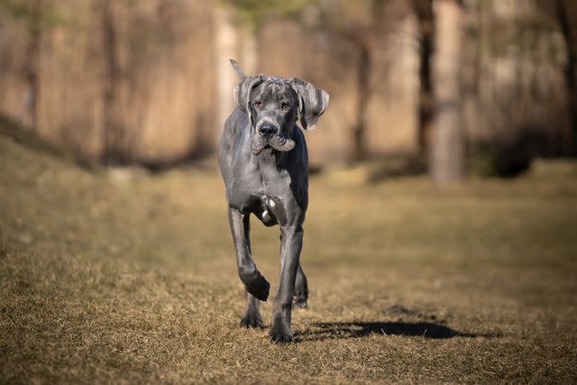 <p>Getty Images/<a href="https://www.gettyimages.com/search/photographer?photographer=Anita%20Kot" data-component="link" data-source="inlineLink" data-type="externalLink" data-ordinal="1">Anita Kot</a></p>