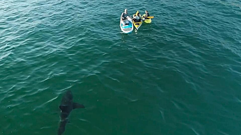 Carlos Gauna captured this image of a shark swimming near people on floatation devices off the California coast.