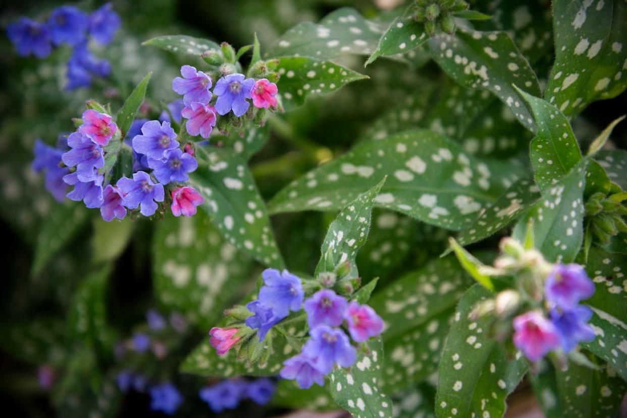 Lungwort