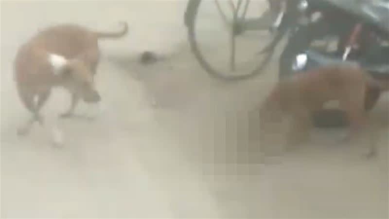 畫面中兩隻野狗叼著女嬰在路邊準備啃食。（圖／翻攝自YouTube／OTV News）
