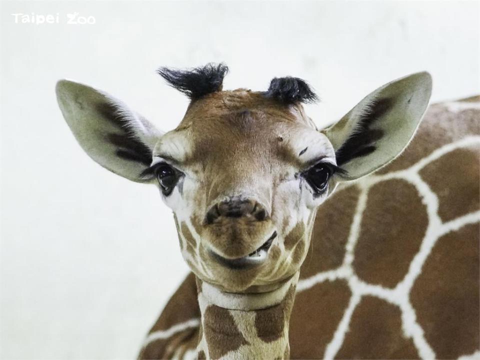 超萌！動物園長頸鹿寶寶見客初體驗　與斑馬室友嬉戲打鬧