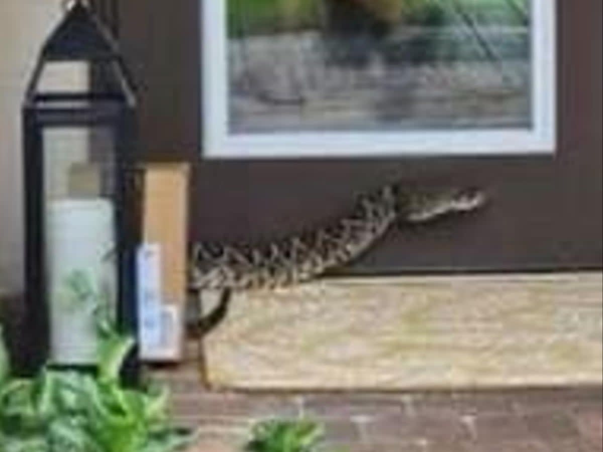 An Eastern Diamondback rattlesnake bit an Amazon delivery driver in Florida (Martin County Sheriff’s Office)