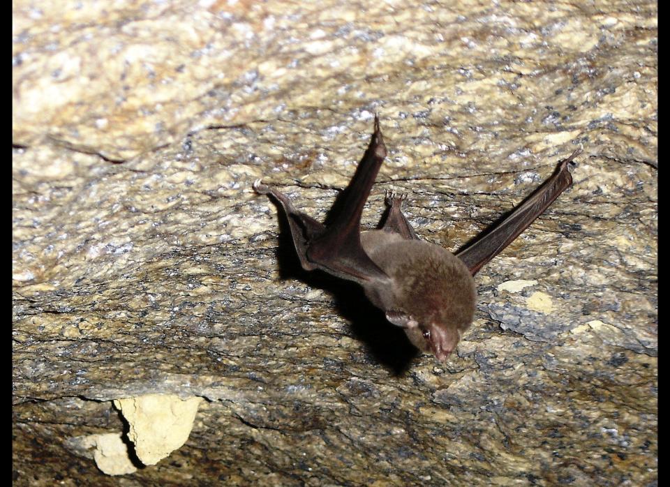 <strong>Scientific Name:</strong> <em>Coleura seychellensis</em>    <strong>Common Name: </strong>Seychelles Sheath-Tailed Bat    <strong>Category:</strong> Bat    <strong>Population: </strong> < 100 mature individuals (est 2008)    <strong>Threats To Survival:</strong> Habitat degradation and predation by invasive species