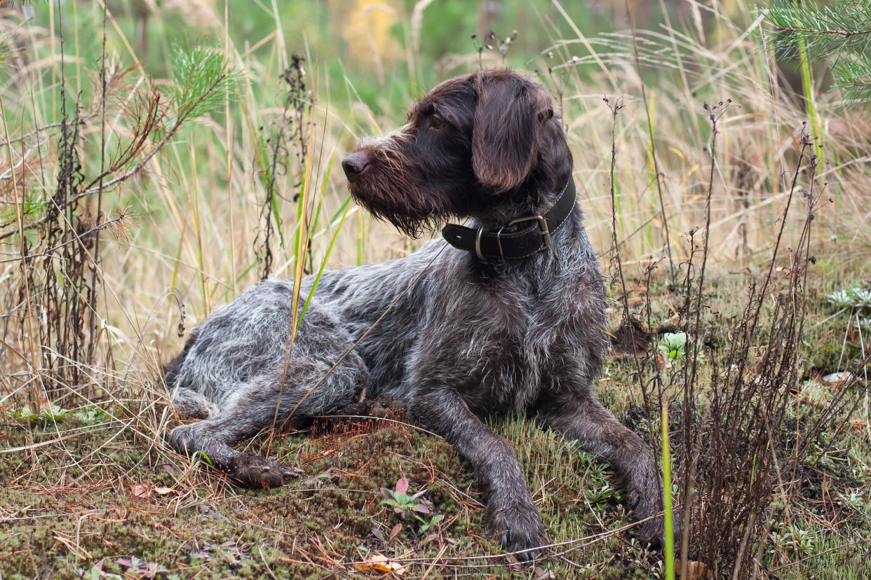 hunting dog german wirehaired pointer lies in the grass